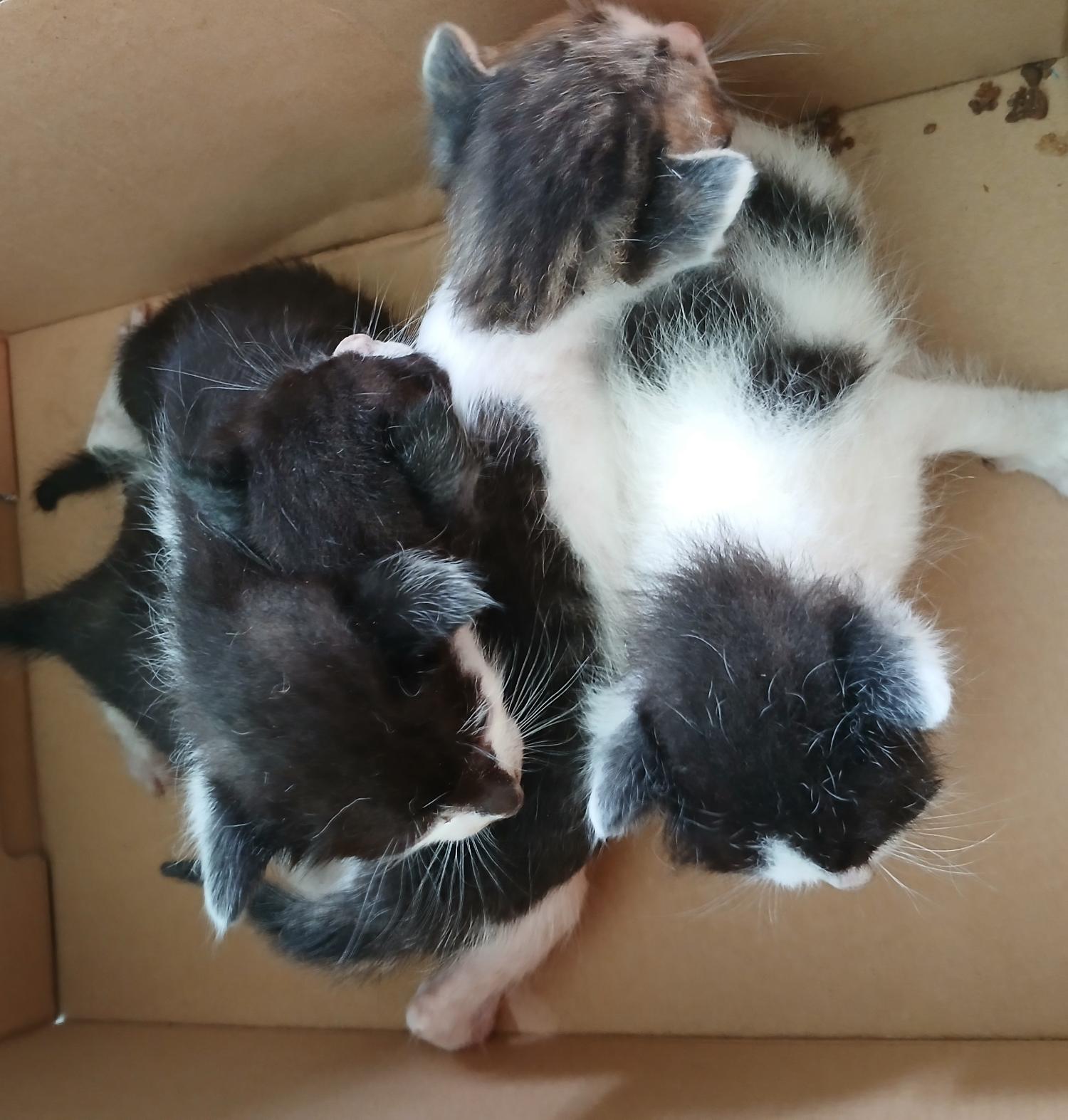 [고양이] 한국 고양이 대구-달서-2024-00343 유기동물 배경 이미지 입니다.